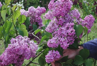 Обрывание веток сирени, других кустарников и цветов в общественных местах может повлечь за собой уголовную или административную ответственность.